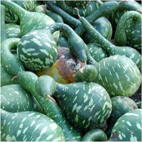 5 Ct Gourd Speckled Swan Bottle Goose NON-GMO Vegetable Seeds | www.seedsplantworld.com