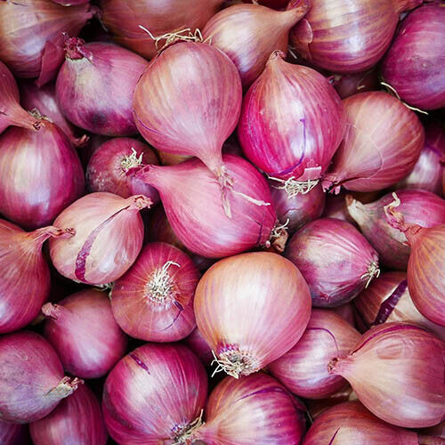 200+ Red Creole Onion Spicy Short Day Cajun Vegetable Seeds | www.seedsplantworld.com