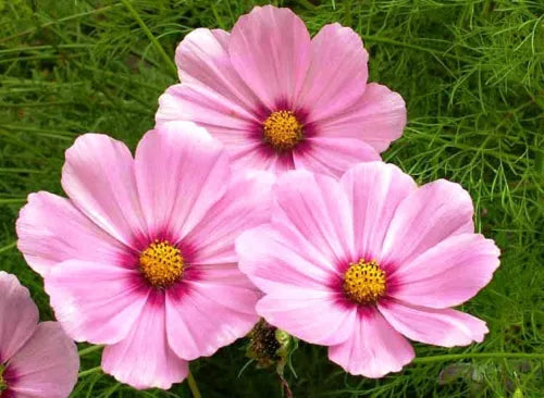 30 Cosmos Gloria Flower Fresh Seeds For Planting | www.seedsplantworld.com