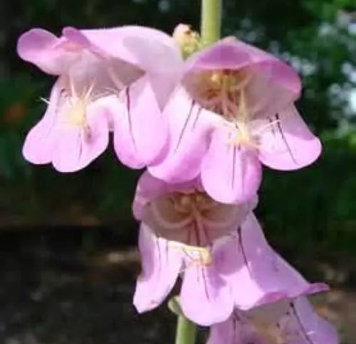 100 Palmer'S Penstemon Fresh Penstemon Palmeriseeds For Planting | www.seedsplantworld.com