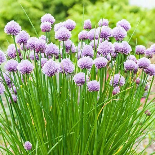 30 Chives Fresh Herb Seeds For Planting | www.seedsplantworld.com