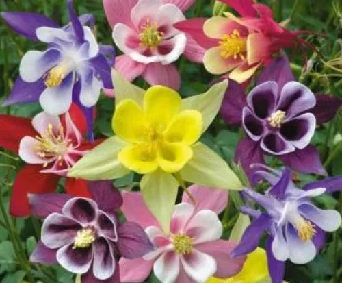 50 Columbine Mckana Mix Fresh Seeds For Planting | www.seedsplantworld.com