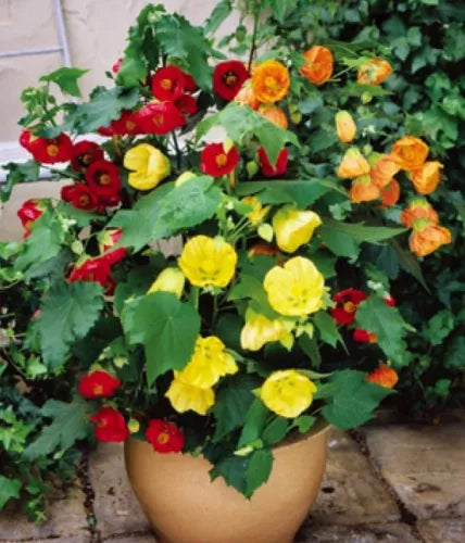 20 Abutilon Bellvue Mix Flowering Maple Fresh Seeds For Planting | www.seedsplantworld.com