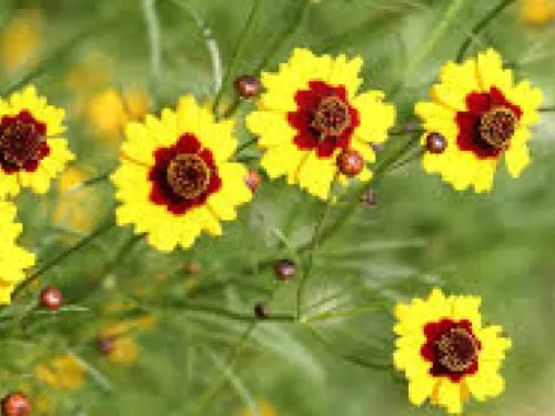 100 Coreopsis Dwarf Plains Fresh Seeds For Planting | www.seedsplantworld.com