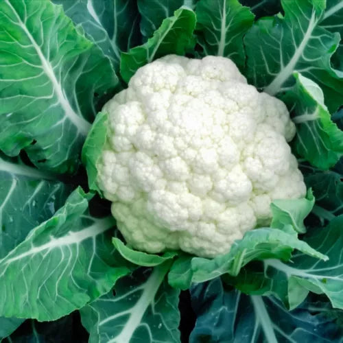 15 Cauliflower Vegetable Seeds For Planting | www.seedsplantworld.com