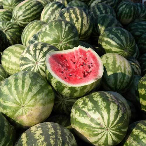 30+ Crimson Sweet Watermelon Melon Heirloom NON-GMO Fruit Seeds | www.seedsplantworld.com