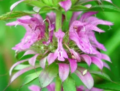 100 Lemon Mint Flower Fresh Bee Balmseeds For Planting | www.seedsplantworld.com