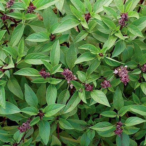 250+ Thai Basil Asian Ocimum Basilicum Fragrant Herb Seeds | www.seedsplantworld.com