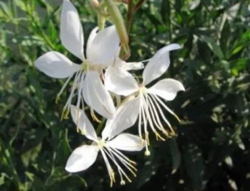 15 Gaura Lindheimeri Flowers Fresh Seeds For Planting | www.seedsplantworld.com