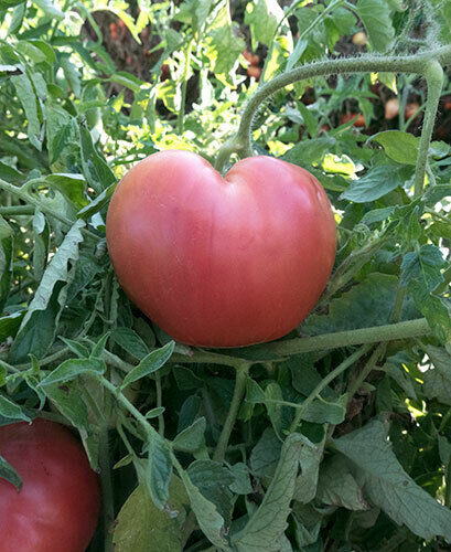 75 Ct Pink Oxheart Tomato Garden Heirloom NON-GMO Vegetable Seeds | www.seedsplantworld.com