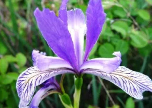 25 Wild Blue Iris Flower Fresh Seeds For Planting | www.seedsplantworld.com