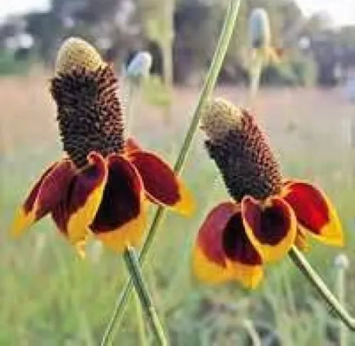 100 Mexican Hat Flower Fresh Seeds For Planting | www.seedsplantworld.com