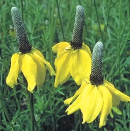 100 Yellow Prarie Coneflower Ratibida Columnaris Fresh Seeds For Planting | www.seedsplantworld.com