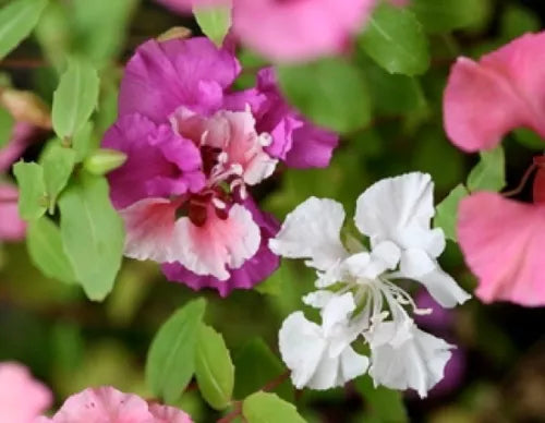 100 Clarkia Flower Fresh Pink Lavender Whiteseeds For Planting | www.seedsplantworld.com