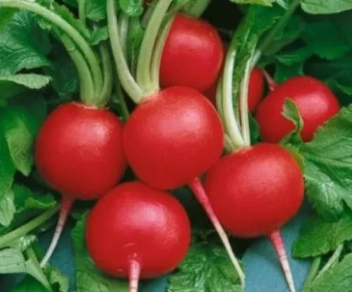 50 Fresh Radish Champion Seeds For Planting | www.seedsplantworld.com