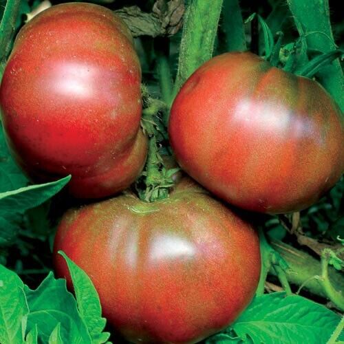 50 Ct Black From Tula Tomato Garden Heirloom NON-GMO Vegetable Seeds | www.seedsplantworld.com