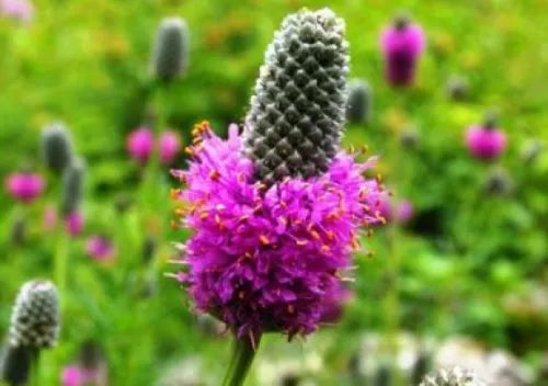 100 Purple Prairie Clover Fresh Seeds For Planting | www.seedsplantworld.com