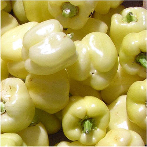 20+ White Bell Sweet Pepper Capsicum Annuum NON-GMO Vegetable Seeds | www.seedsplantworld.com