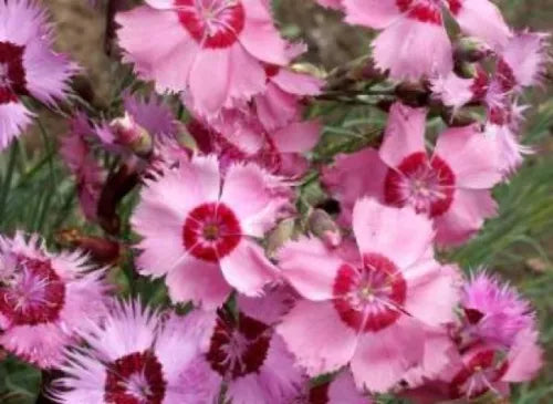 50 Cottage Pinks Fresh Seeds For Planting | www.seedsplantworld.com