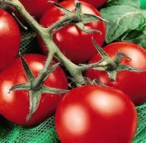 25 Fresh Heirloom Moneymaker Tomato Seeds For Planting | www.seedsplantworld.com