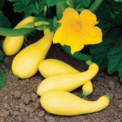 10 Summer Yellow Squash Vegetable Seeds For Planting | www.seedsplantworld.com