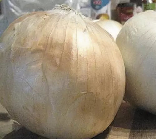 25 Fresh Sweet Spanish White Onion Seeds For Planting | www.seedsplantworld.com