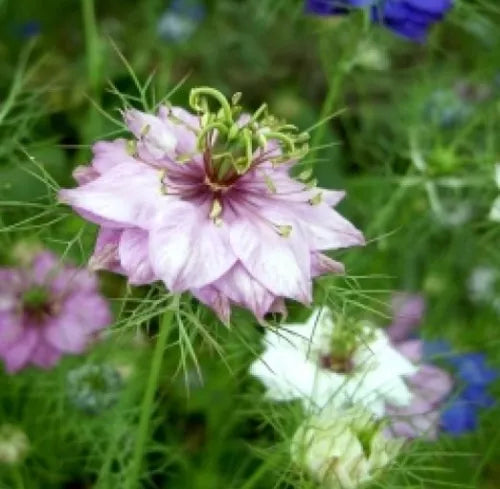 50 Love In A Mist Flower Mixed Colors Fresh Seeds For Planting | www.seedsplantworld.com