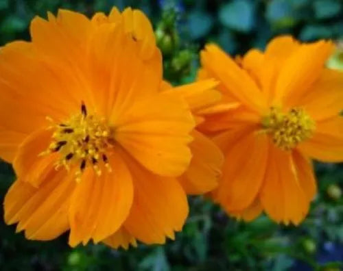 30 Cosmos Tall Orange Fresh Flower Seeds For Planting | www.seedsplantworld.com