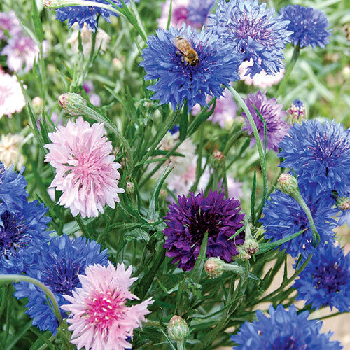 50 Bachelor Button Cornflower Mixed NON-GMO Heirloom Flower Seeds | www.seedsplantworld.com