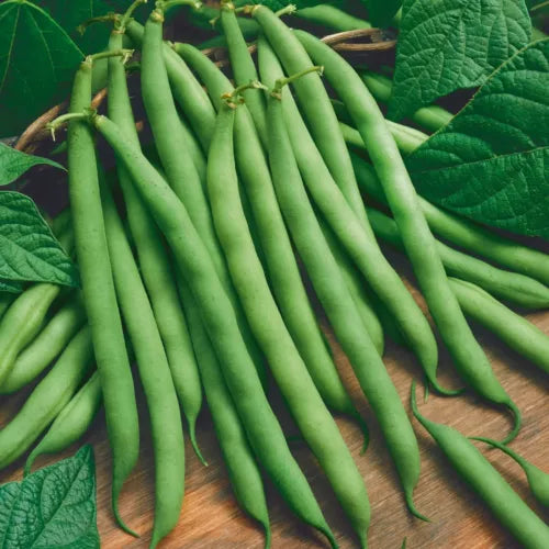 5 Green Beans Vegetable Seeds For Planting | www.seedsplantworld.com