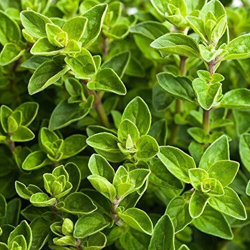 2000+ Italian Oregano Origanum Vulgare Spice Garden Herb Seeds | www.seedsplantworld.com