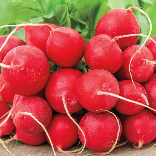 200 Ct German Giant Radish Garden Heirloom NON-GMO Vegetable Seeds | www.seedsplantworld.com