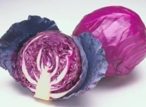 25 Fresh Cabbage Red Acre Seeds For Planting | www.seedsplantworld.com