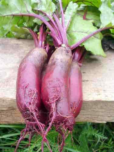 100 Ct Cylindra Beet Garden Heirloom NON-GMO Vegetable Seeds | www.seedsplantworld.com