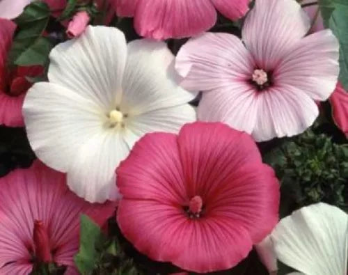 25 Rose Mallow Mixed Pink White Fresh Tree Mallowseeds For Planting | www.seedsplantworld.com