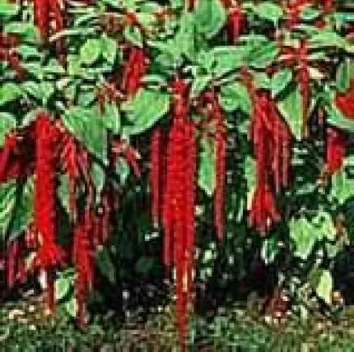 100 Love Lies Bleeding Crimson Tassle Flower Fresh Seeds For Planting | www.seedsplantworld.com