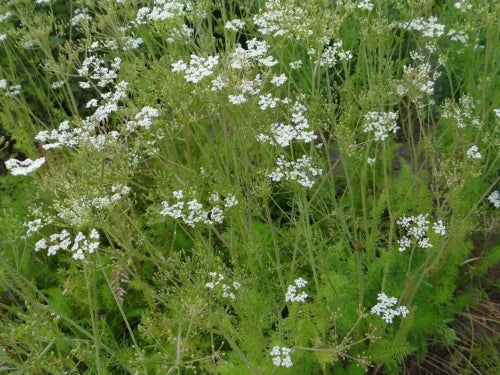 50 Caraway Fresh Herb Seeds For Planting | www.seedsplantworld.com