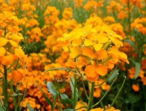 100 Siberian Wallflower Fresh Seeds For Planting | www.seedsplantworld.com