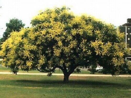 10 Golden Rain Tree Goldenrain Koelreuteria Paniculata Seeds | www.seedsplantworld.com