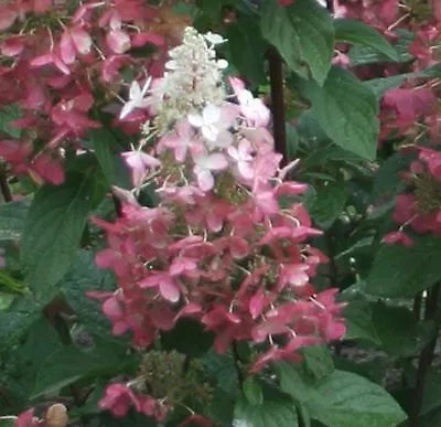 Pinky Winky Hydrangea Qt Pot Pp#16166 Live Plant