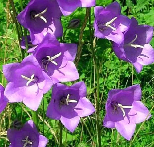 White Peach Leaf Bellflower, 250 Seeds | www.seedsplantworld.com