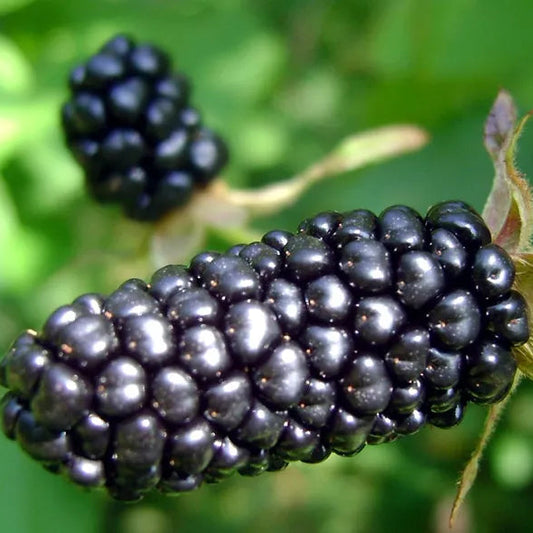 Columbia Giant Blackberry Trailing 2" Berries 1 Potted Fruit Plants | www.seedsplantworld.com