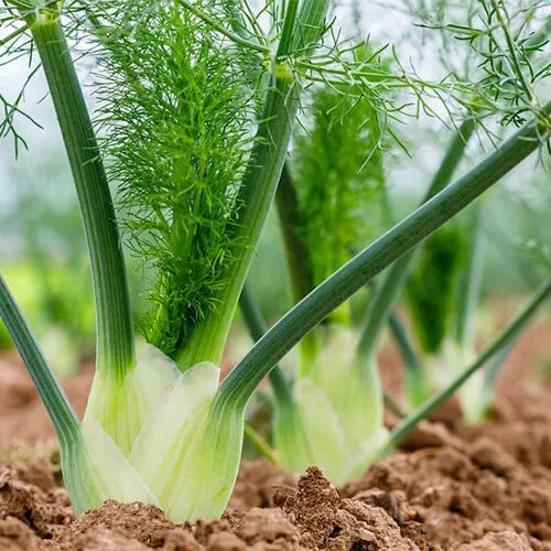 300 Florence Fennel Seeds Heirloom Non-GMO Herb Seeds | www.seedsplantworld.com