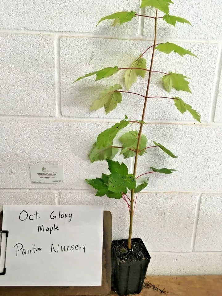 October Glory Maple Live Plant  1-2 Feet Tall In A Quart Pot