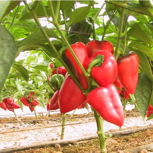 25 Pimento Pepper Seeds Non-GMO Vegetable Seeds | www.seedsplantworld.com