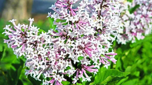 Miss Kim Lilac Live Plant  6-12" In A Quart Pot