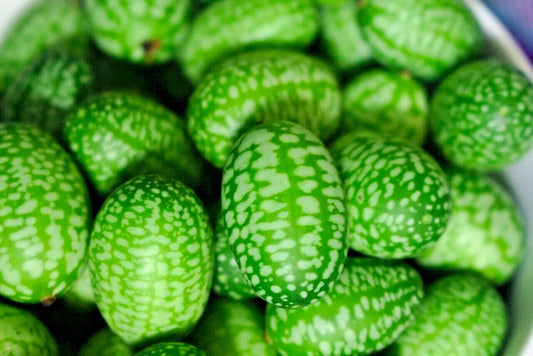 10 Cucamelon Melothria Scabra Mouse Melon Mexican Mini Watermelon Fruit Seeds | www.seedsplantworld.com