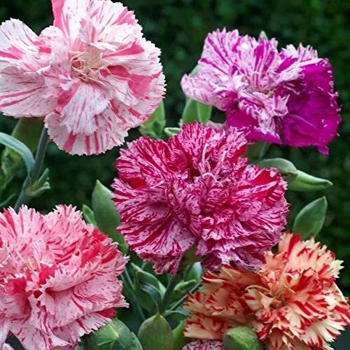 50 Double Picotee Mix Carnation Seeds Non-GMO Flower Seeds | www.seedsplantworld.com