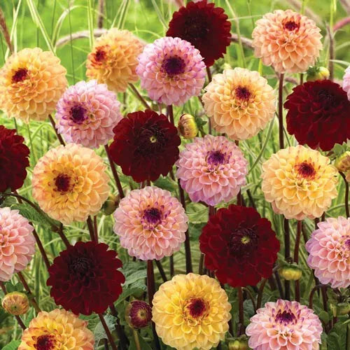 3 The Jill Ball Pompon Dahlia Mixture Bulb Tuber Clumps (1 Of Each Color) Bulbs Plant