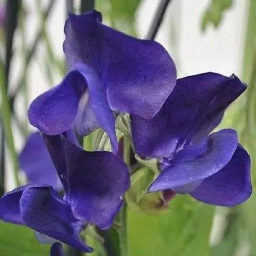 10 Royal Navy Blue Sweet Pea Seeds Non-GMO Flower Seeds | www.seedsplantworld.com